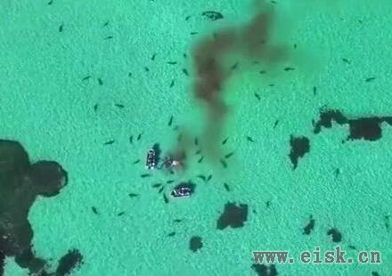 实拍70只虎鲨围攻座头鲸 血染澳洲鲨鱼湾