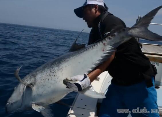 GT Fishing with RippleFisher Aquila85HH TEST in Tanegashima