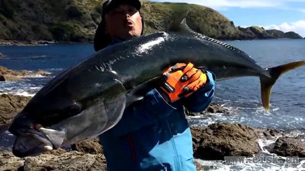 2016-NZ岸钓Kingfish31公斤BLC80/35