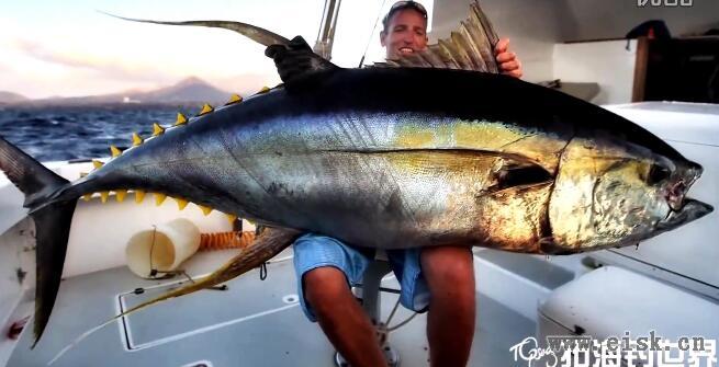 Casting巨大黄鳍Yellowfin tuna