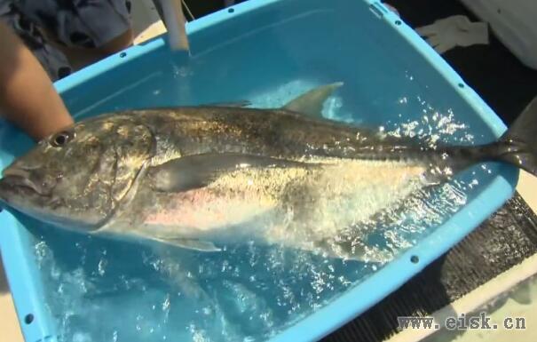 縦横無尽の泳がせ釣り スピード＆パワーで大物勝負を制す！