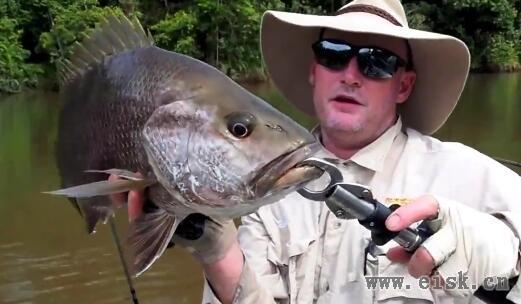 2016 Black bass fishing黑鲈与金目鲈