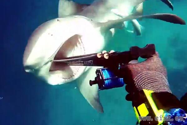 潜水员水下遇鲨鱼袭击 反应敏捷将其刺死