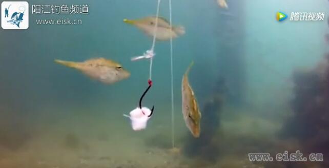 实拍海鱼水底吃饵过程合集