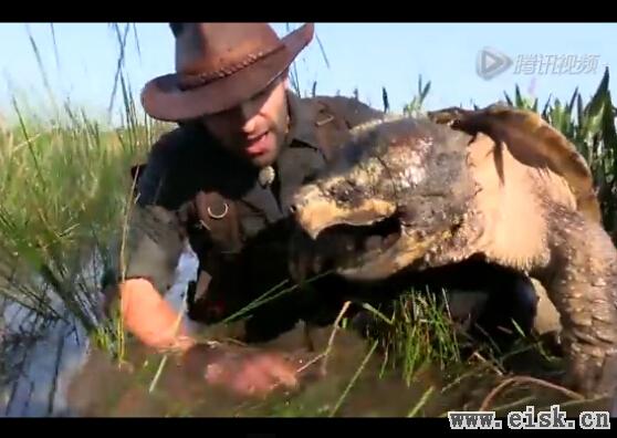 美国男子沼泽中活捉巨型鳄龟 体大如盆嘴利似鹰