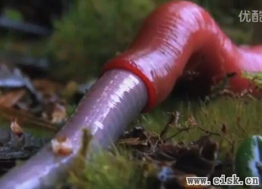实拍加里曼丹岛巨型红色水蛭吞噬蚯蚓