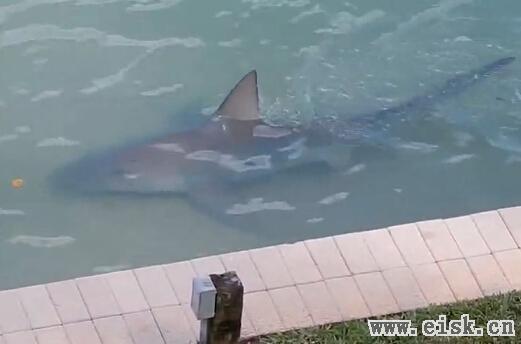 美国佛罗里达州 “后院”发现近3米牛鲨