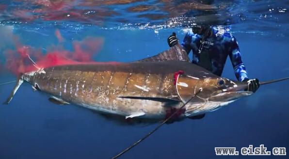 新的世界记录，鱼枪捕获条纹金色旗鱼