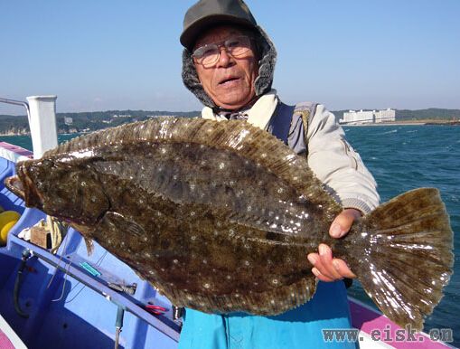 《Rapala游钓世界—日本篇》16斤的比目鱼