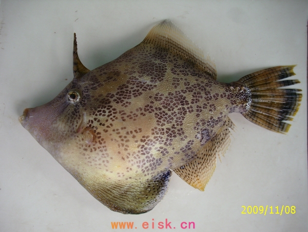 常见海鱼品种(四)