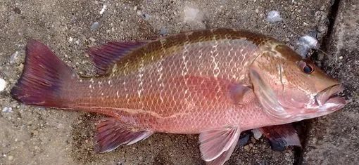 钓鱼经常遇到的红友（紫红笛鲷）是一种非常美味的鱼！