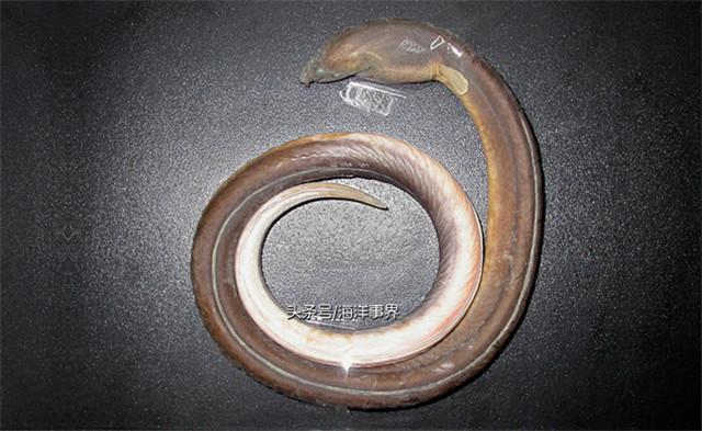 alt=