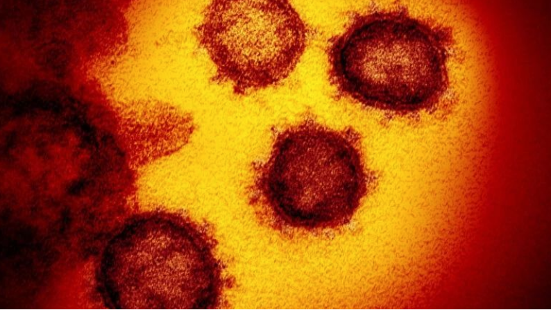 新冠病毒已变异! 研究表明S亚型比L亚型传染性更强, 破坏力更大!