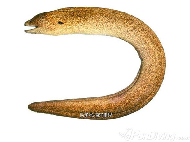 alt=