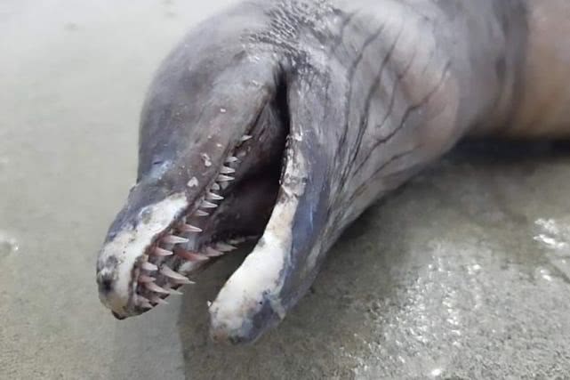 怪异无眼生物被冲到墨西哥海滩，远看像海豚，近看却是尖牙蛇尾