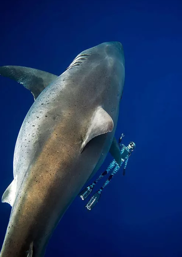 六年后，潜水员再一次遇到世界上最大的大白鲨（附上2013年海洋学家在墨西哥第一次拍摄的世界最大的大白鲨视频