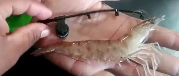 用世界最小的鱼竿来钓大鱼