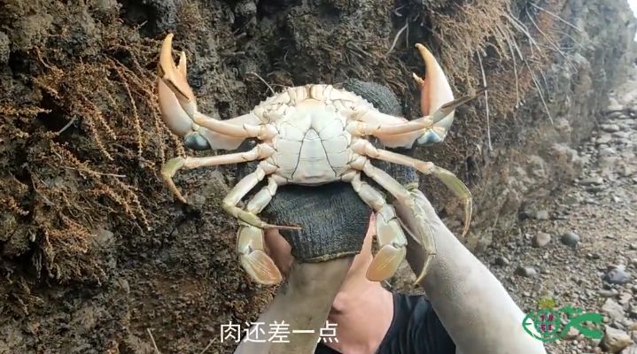 赶海发现一只巨无霸的青蟹，蟹钳比手臂还粗，用背包才能装下