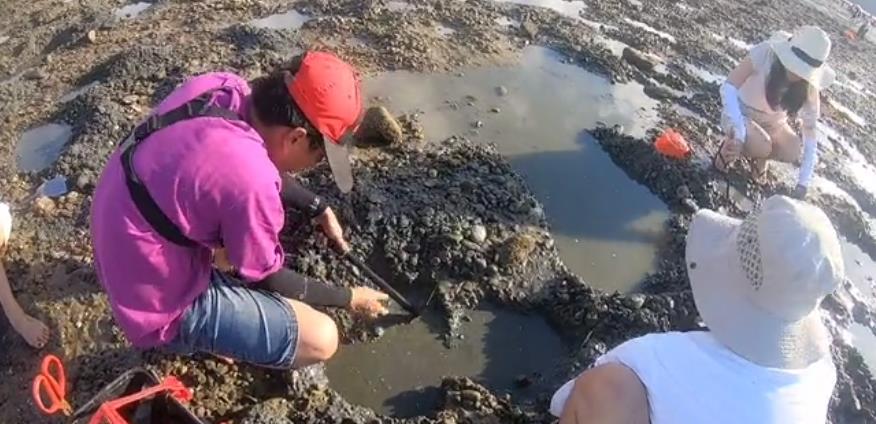 海陵岛下角赶海挖到“宝坑”里面有很多沙螺
