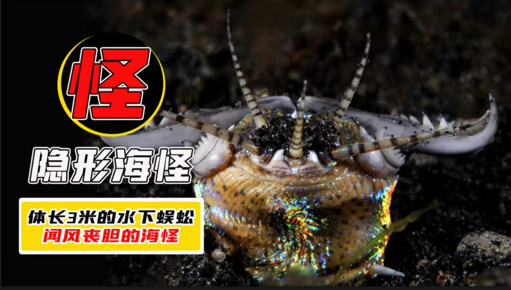 被称为海底绞肉机的博比特虫到底是什么？